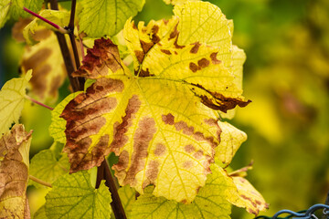 Close up of a yellow colored grape leaf in the vineyard in autumn