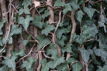 Hedera helix - Green ivy weaves a tree trunk