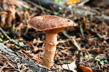 Close up of mushroom in the autumn forest