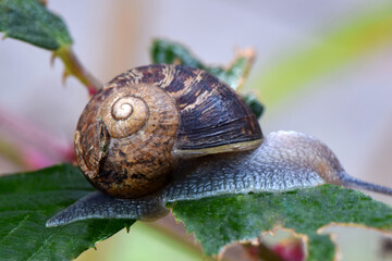 Snail on a Leaf 07