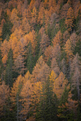 The beautiful, scenic view of fall foliage in a forest on the Italian Dolomite mountains, in the Trentino Alto Adige region. Full frame of pines, some green, some orange and yellow.