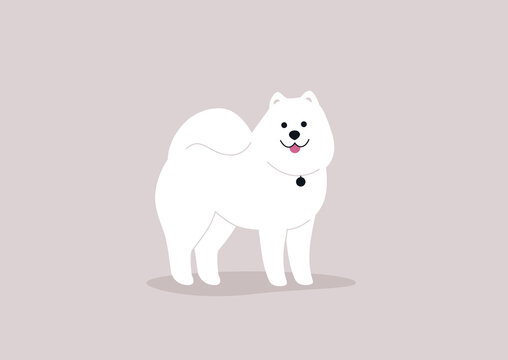 A vector full length illustration of a samoyed dog