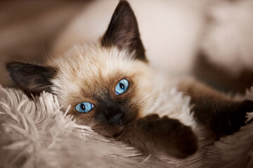 Balinese cat, kitten with blue eyes is lying on the sofa