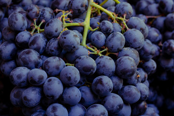 Fototapeta premium Blue grapes with stalks. Bunches of the blue grapes. Organic fruits. Organic raw foods. Grape harvesting background. Grapes in focus.
