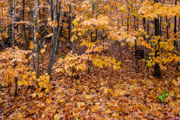 Autumn yellow leaves in the forest at Tahquamenon Falls State Park in Michigan. Fall colors