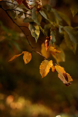 Leaves autumnal close-up