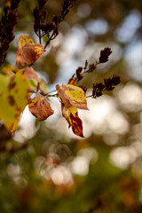 Leaves autumnal close-up