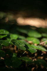 Leaves autumnal close-up