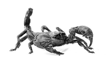 Black Scorpion isolated on a white background