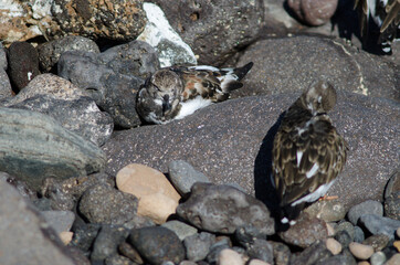 Ruddy turnstones Arenaria interpres resting in Arinaga. Aguimes. Gran Canaria. Canary Islands. Spain.