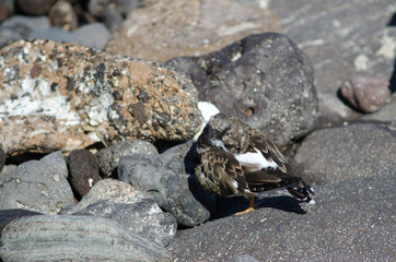 Ruddy turnstone Arenaria interpres preening in Arinaga. Aguimes. Gran Canaria. Canary Islands. Spain.