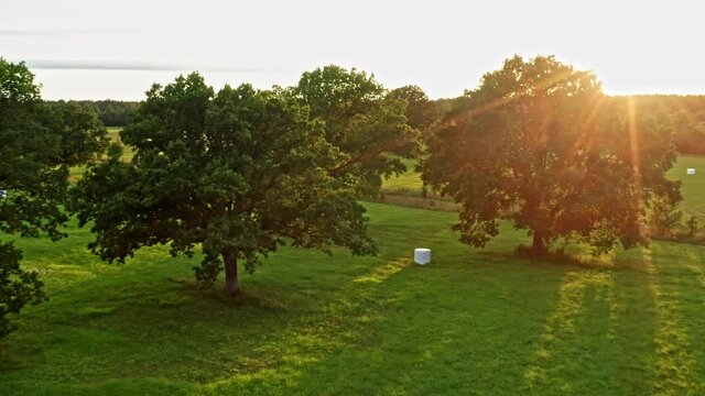 Sun shines when flying through oak trees on a field