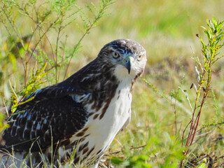 Closeup of Red-Tailed Hawk Bird of Prey Raptor as it Sits in a Field of Grass in the Sunshine on a Summer Day on the Prairie