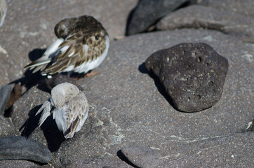 Sanderling Calidris alba preening and ruddy turnstone Arenaria interpres in the background. Arinaga. Aguimes. Gran Canaria. Canary Islands. Spain.