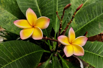 frangipani plumeria flower