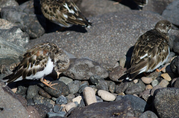 Ruddy turnstone Arenaria interpres preening in Arinaga. Aguimes. Gran Canaria. Canary Islands. Spain.