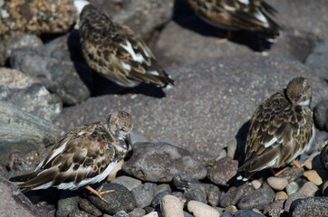 Ruddy turnstone Arenaria interpres in Arinaga. Aguimes. Gran Canaria. Canary Islands. Spain.