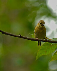 Young male American Goldfinch on a branch