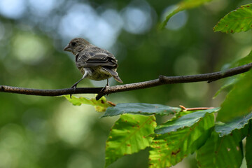 Juvenile male House Finch just starting to show red coloration