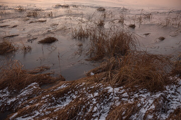 Frosty purple sunset. Grass is frozen in ice.