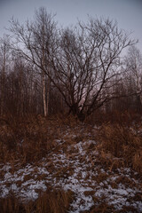 Field in the late autumn