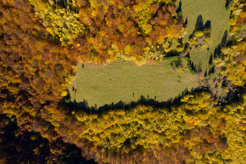 Aerial above view of an opening, clearing in autumn forest