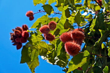 Achiote fruits on tree, Rio de Janeiro, Brazil