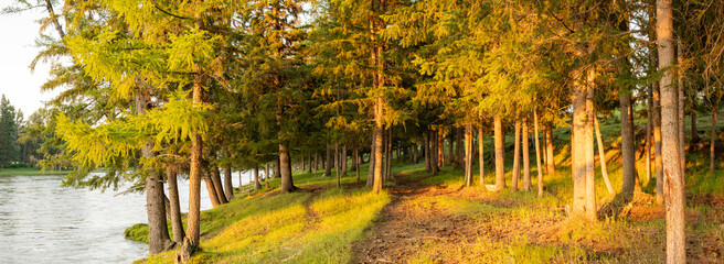 sunset in the forest