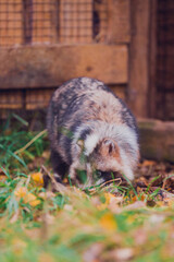 Very beautiful brown and white raccoon dog in the fall for a walk in the reserve