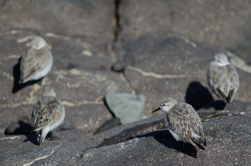 Sanderling Calidris alba preening in Arinaga. Aguimes. Gran Canaria. Canary Islands. Spain.