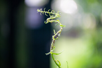 interesting green plant