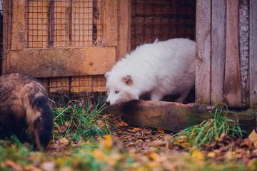 
A very beautiful white raccoon dog with blue eyes on a walk in the reserve in autumn, a white...