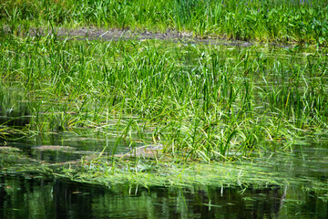 Obraz premium pond plants
