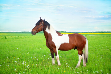 Gorgeous paint horse in the pasture, on a natural background of a green meadow and blue sky. 