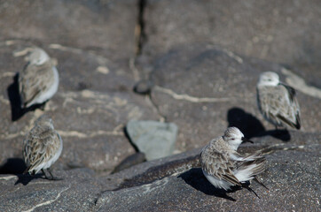 Sanderling Calidris alba preening in Arinaga. Aguimes. Gran Canaria. Canary Islands. Spain.