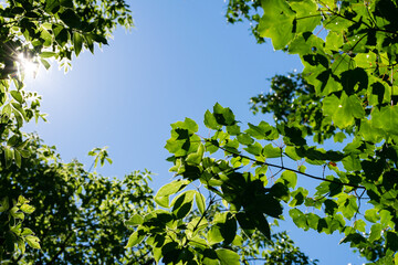 sun peeking through the leaves