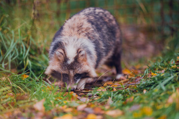 Very beautiful brown and white raccoon dog in the fall for a walk in the reserve