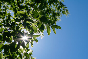 sun peeking through the leaves