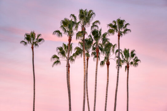 Low angle shot of Attalea speciosa trees with sunset in the background