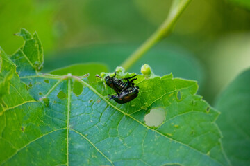 mating beetles