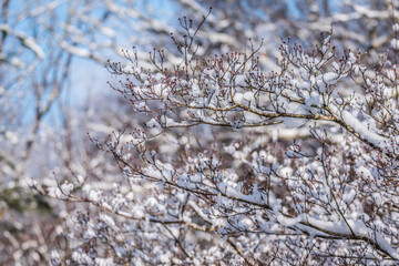 Snow on dogwood tree branches