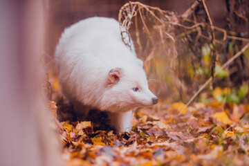 
A very beautiful white raccoon dog with blue eyes on a walk in the reserve in autumn, a white raccoon dog rescued from a fur production.