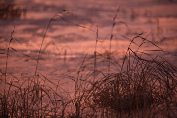 Obraz premium Frosty purple sunset. Grass is frozen in ice.