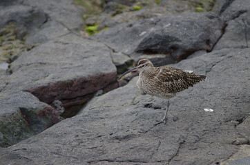 Eurasian whimbrel Numenius phaeopus in Arinaga. Aguimes. Gran Canaria. Canary Islands. Spain.