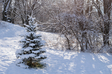 snowy landscape