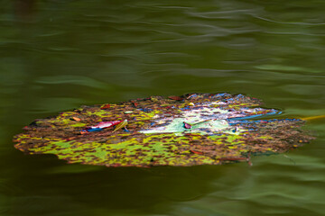 Lilly pad. abstract, 