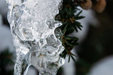 Obraz premium icicle pine needle