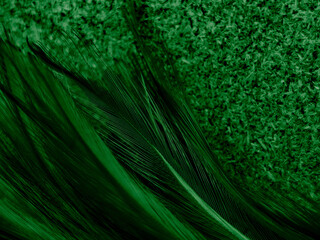 Beautiful abstract white and green feathers on dark background and soft white feather texture on white pattern and green background, feather background , green banners