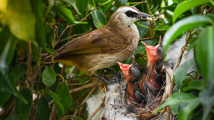 Mother bird feeding bapy birds in a nest of yellow-vented bulbul (Pycnonotus goiavier)