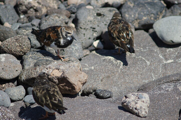 Ruddy turnstones Arenaria interpres in Arinaga. Aguimes. Gran Canaria. Canary Islands. Spain.